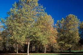 Attēlu rezultāti vaicājumam “Platanus x hispanica (syn. Platanus x acerifolia)”