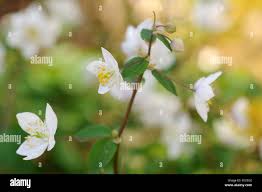 Attēlu rezultāti vaicājumam “Isopyrum thalictroides leaf”