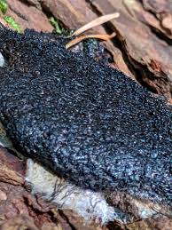 Attēlu rezultāti vaicājumam “Lindbladia tubulina spores”