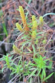 Attēlu rezultāti vaicājumam “Rumex maritimus leaf”