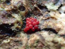 Attēlu rezultāti vaicājumam “Neonectria coccinea”