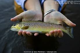 Attēlu rezultāti vaicājumam “Salmo trutta”