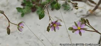 Attēlu rezultāti vaicājumam “Spergularia marina bud”