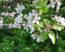 Attēlu rezultāti vaicājumam “Malus sylvestris”