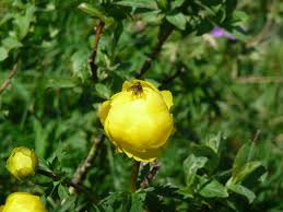 Image result for Trollblume