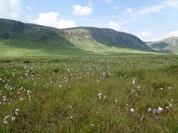 Attēlu rezultāti vaicājumam “Sphagnum austinii sporophyte”