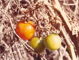 Attēlu rezultāti vaicājumam “Lycopersicon esculentum”