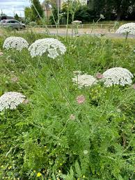 Attēlu rezultāti vaicājumam “Daucus carota subsp. carota flower”