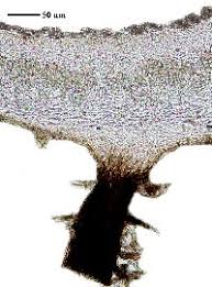 Attēlu rezultāti vaicājumam “Physconia detersa”