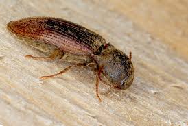 Attēlu rezultāti vaicājumam “Meligethes sp.”