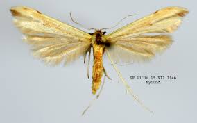 Attēlu rezultāti vaicājumam “Adaina microdactyla”