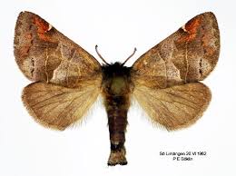 Attēlu rezultāti vaicājumam “Clostera pigra”