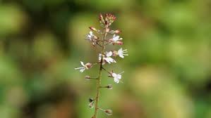 Attēlu rezultāti vaicājumam “Circaea lutetiana bud”