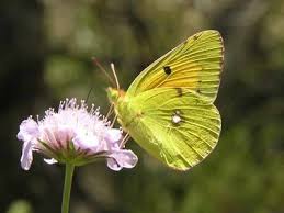 Attēlu rezultāti vaicājumam “Colias croceus underside”