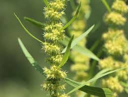 Attēlu rezultāti vaicājumam “Rumex maritimus leaf”