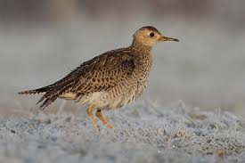 Image result for Bartramia longicauda