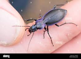Attēlu rezultāti vaicājumam “Carabus violaceus”