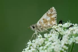 Attēlu rezultāti vaicājumam “Pyrgus alveus upperside”