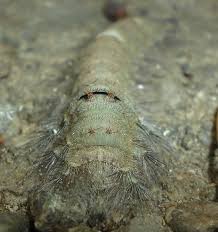 Attēlu rezultāti vaicājumam “Lasiocampidae”