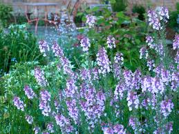 Image result for Linaria purpurea