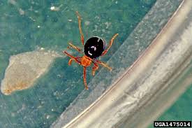 Attēlu rezultāti vaicājumam “Ptinus sp. male”