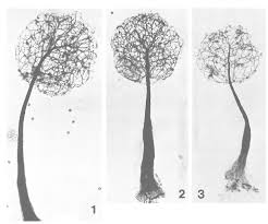 Attēlu rezultāti vaicājumam “Stemonaria irregularis”