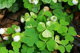 images?qtbnANd9GcTt8TgYC0wYiH2cCwBzNQgwcB6WFY6tV9kKH HinCEVenCW7ysT