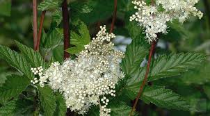 Attēlu rezultāti vaicājumam “Filipendula ulmaria”