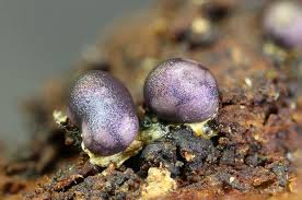 Attēlu rezultāti vaicājumam “Colloderma oculatum”