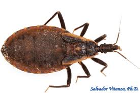 Attēlu rezultāti vaicājumam “Heteroptera”