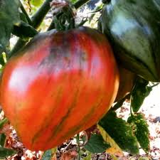 Afbeeldingsresultaat voor black oxheart tomato
