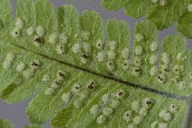 Attēlu rezultāti vaicājumam “Gymnocarpium robertianum”