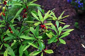 Attēlu rezultāti vaicājumam “Daphne mezereum leaf”