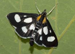 Attēlu rezultāti vaicājumam “Anania funebris”