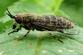 Attēlu rezultāti vaicājumam “Haematopota sp.”