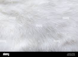 Image result for white rabbit skin texture