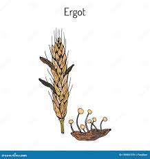 Attēlu rezultāti vaicājumam “Claviceps purpurea”