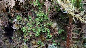 Attēlu rezultāti vaicājumam “Lophozia incisa”