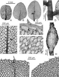 Attēlu rezultāti vaicājumam “Plagiomnium”