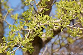 Attēlu rezultāti vaicājumam “Ginkgo biloba male flower”