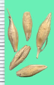 Attēlu rezultāti vaicājumam “Hordeum vulgare fruit”