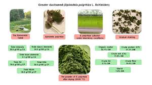 Attēlu rezultāti vaicājumam “Spirodela polyrhiza”