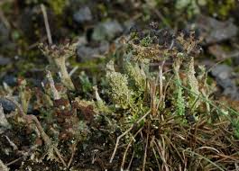Attēlu rezultāti vaicājumam “Cladonia ramulosa”