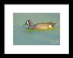 Image result for Anas discors