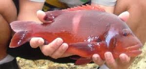 Image result for Chrysoblephus laticeps