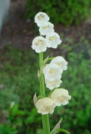 Attēlu rezultāti vaicājumam “Convallaria majalis flower”