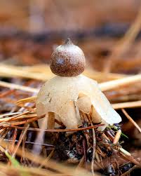 Attēlu rezultāti vaicājumam “Geastrum quadrifidum”