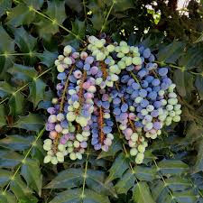 Attēlu rezultāti vaicājumam “Mahonia aquifolium fruit”