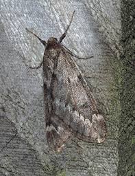 Attēlu rezultāti vaicājumam “Alsophila aescularia”