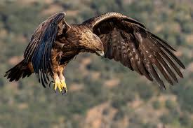 Attēlu rezultāti vaicājumam “Aquila chrysaetos”